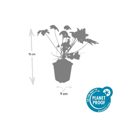 12x Geranium macr. 'Spessart' - ↕10-25cm - Ø9cm