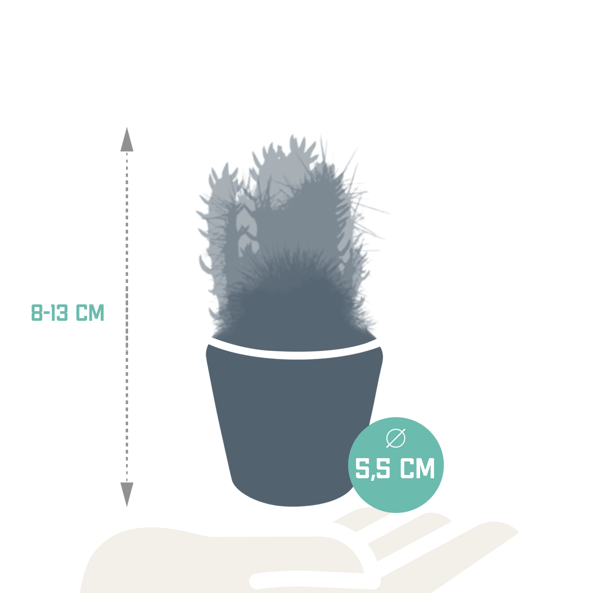 Cactus mix 5.5 cm - 5x - in Mexicaanse pot