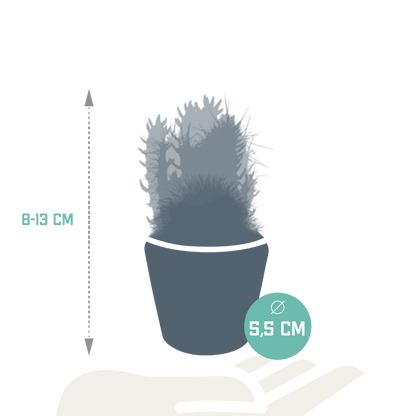 Cactus mix 5.5 cm - 5x - in Mexicaanse pot