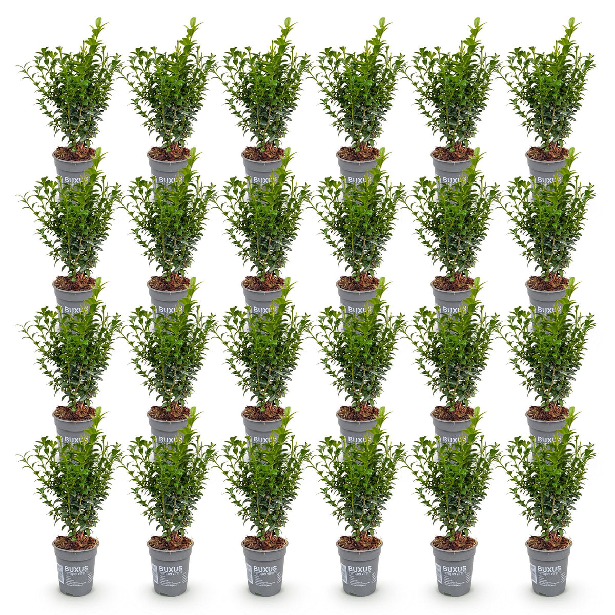 24x Buxus sempervirens - Palmboompje - Haagplanten - Groenblijvend - Groen - Pot 9cm - Hoogte 20-25cm