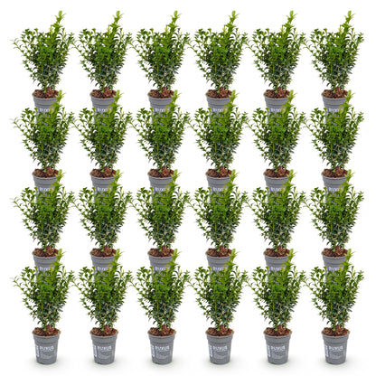 24x Buxus sempervirens - Palmboompje - Haagplanten - Groenblijvend - Groen - Pot 9cm - Hoogte 20-25cm