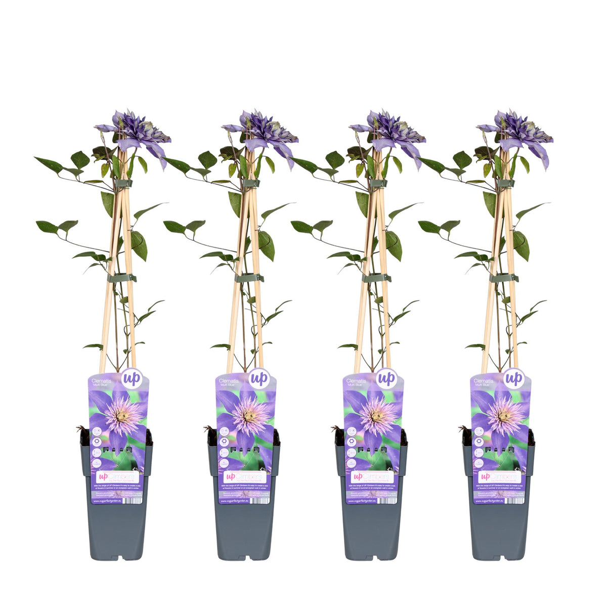 4x - Clematis Multi Blue - ↨65cm - Ø15