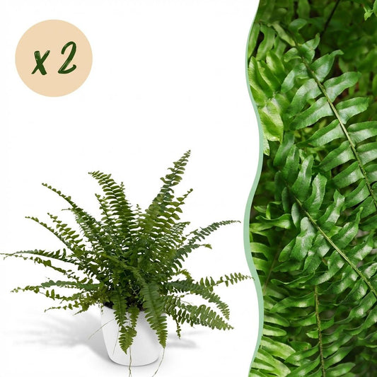 Kamerplant - Nephrolepsis exaltata Green Lady - Varen - Huisdiervriendelijke Plant - Groen - 2 Planten - met Potter Wit - Pot 12cm - Hoogte 25cm