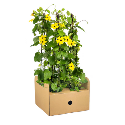 4x Thunbergia Alata Sunny Susy Yellow Ø13 cm - ↕60 cm