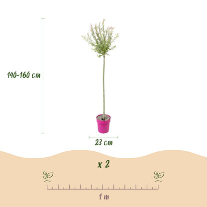 2x - Salix Flamingo - Ø23cm - ↕140-160cm