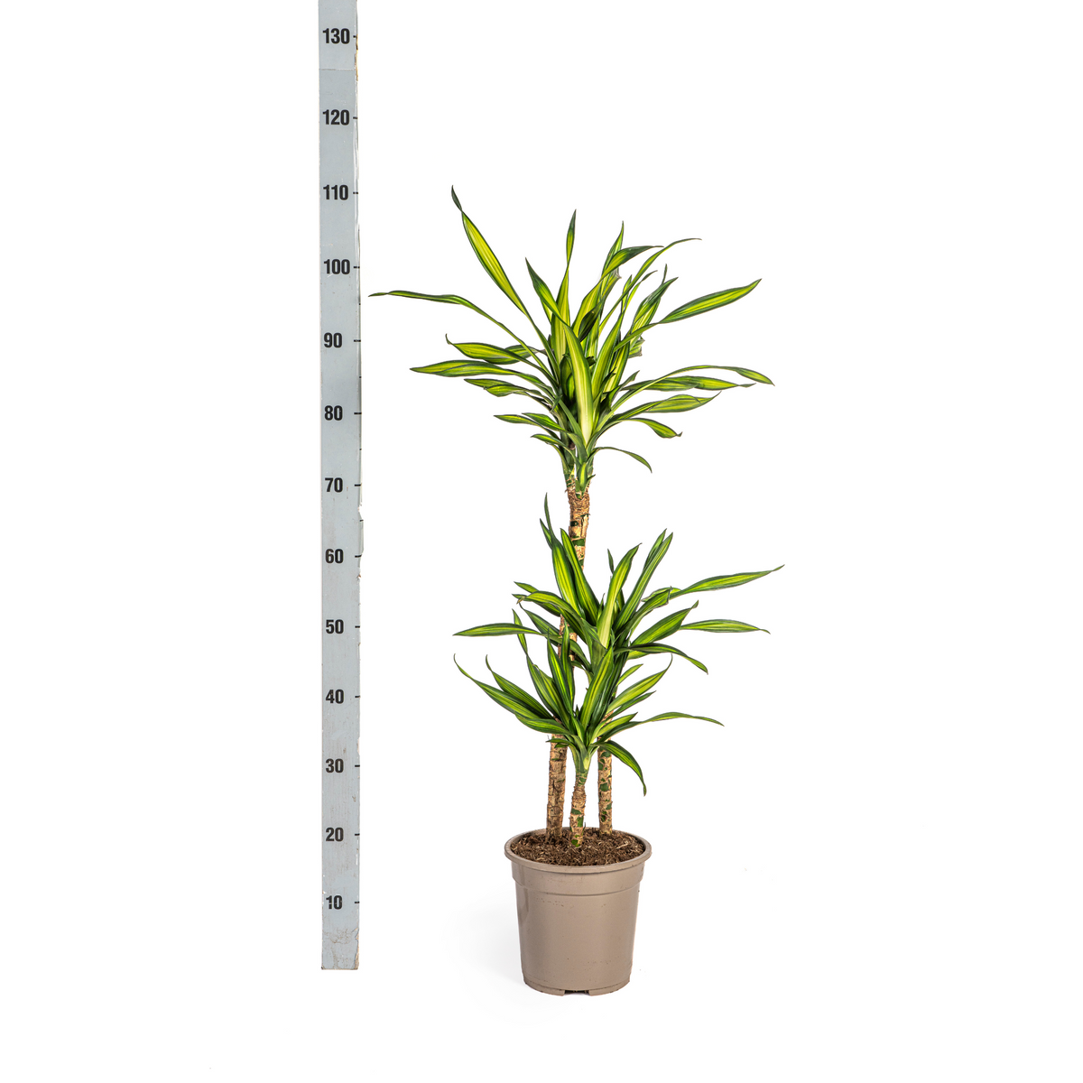 Dracaena Deremensis Rikki Ø21cm - ↕90 - 110cm