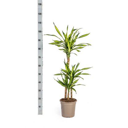 Dracaena Deremensis Rikki Ø21cm - ↕90 - 110cm