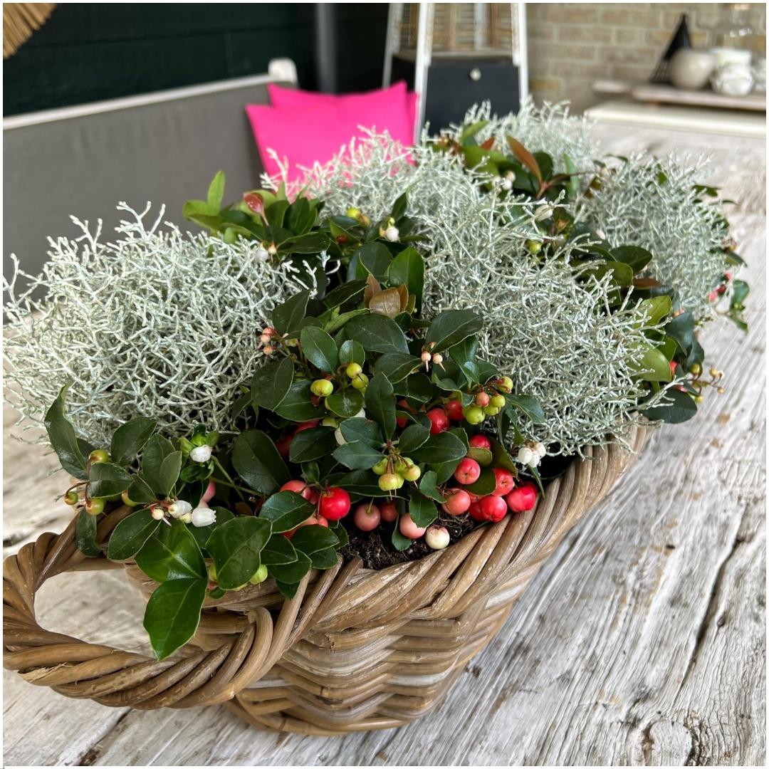 Winterwonderland mix set - 3 x Gaultheria + 3x Calocephalus - Ø 10 cm ↨ 15 cm