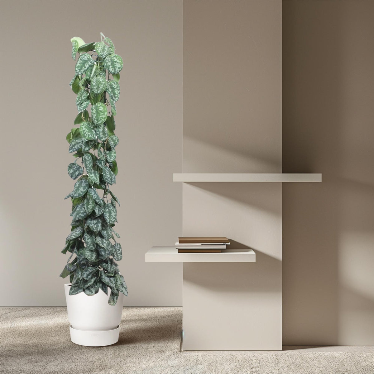 Scindapsus Pictus Trebie gaasrek - 160 cm - ø27