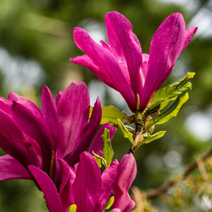 Heesters -  Magnolia Susan  - Bloemen Donker Roze - 1 plant - bladverliezend - weinig onderhoud - pot 17cm hoogte 45cm