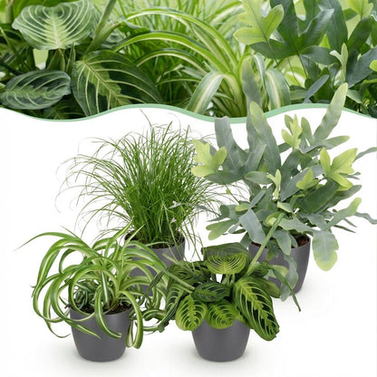 Kamerplant - Chlorophytum - Cyperus - Phlebodium - Marantha - Mix van 4 - Huisdiervriendelijke Planten - Groen - 4 Planten - met Potter Grijs - Pot 12cm - Hoogte 25cm