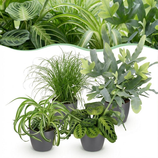 Kamerplant - Chlorophytum - Cyperus - Phlebodium - Marantha - Mix van 4 - Huisdiervriendelijke Planten - Groen - 4 Planten - met Potter Grijs - Pot 12cm - Hoogte 25cm