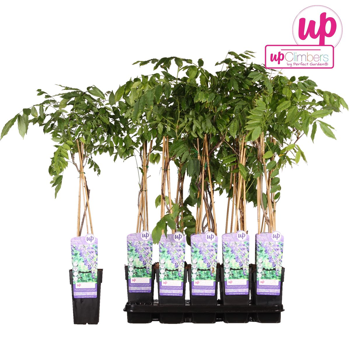 Wisteria sinensis 'Prolific' - Blauwe regen - Ø15cm - ↕65cm