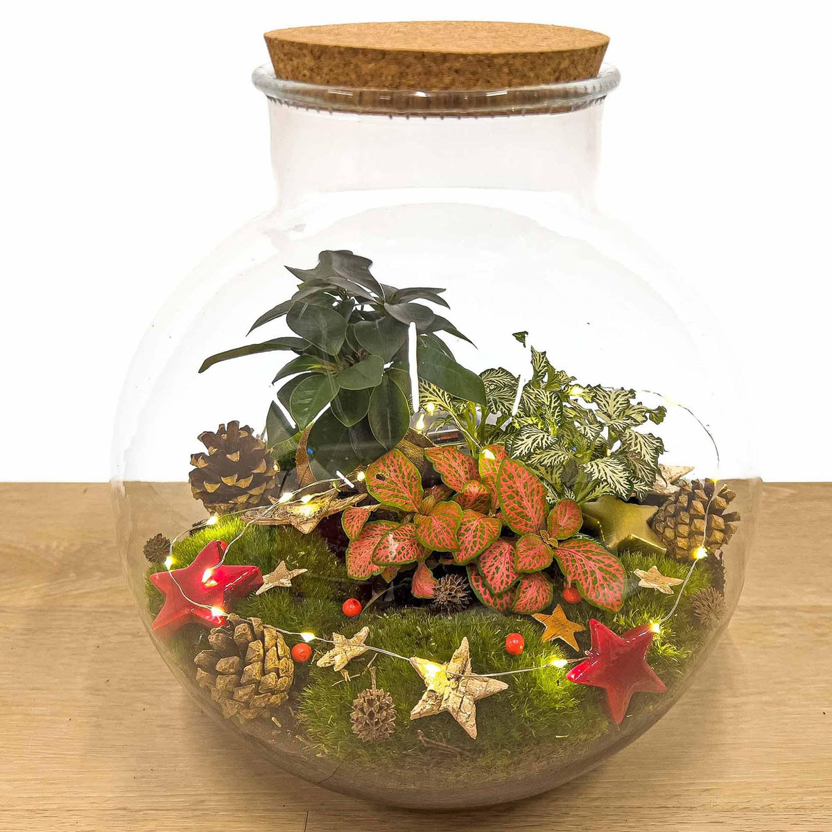 Bolder Bob Bonsai Christmas - DIY - ↕ 30 cm