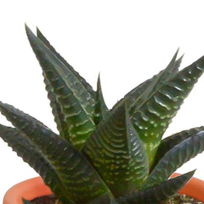 Cactus en vetplanten mix 5.5 cm | 15 stuks - in terracotta pot