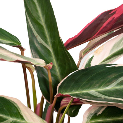 Calathea Triostar - Pauwenplant - Ø19cm - ↕70cm
