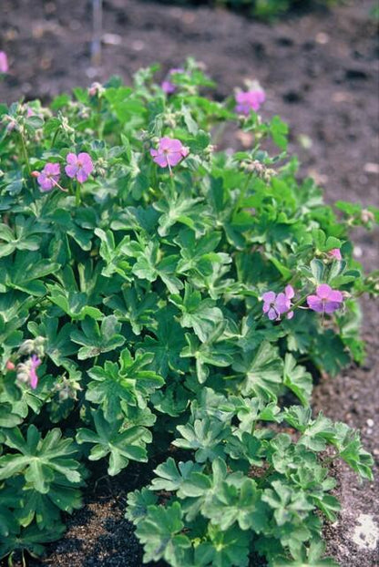 60x Geranium cant. 'Cambridge' - ↕10-25cm - Ø9cm