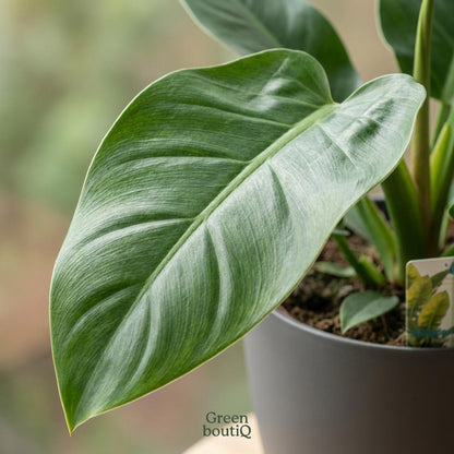 Kamerplant - Philodendron - Philodendron Imperial Green - Groen - Weinig onderhoud - 1 Plant - met Potter Grijs - Pot 19cm - Hoogte 65cm