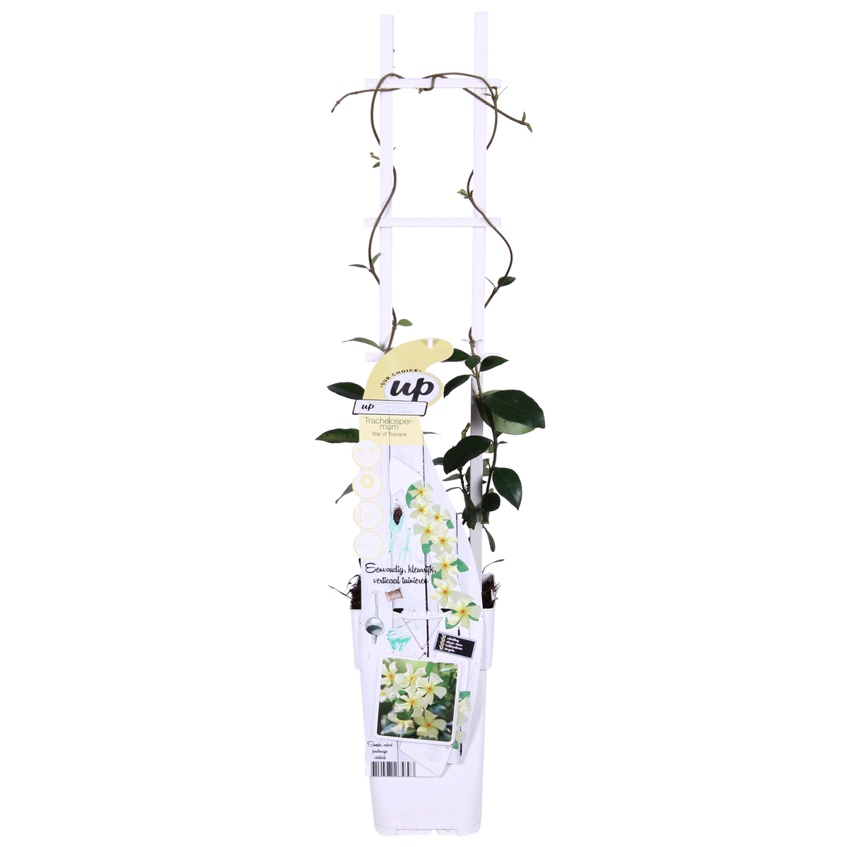 Trachelospermum 'Star of Toscana' - Toscaanse Jasmijn Geel - Ø15cm - ↕65cm
