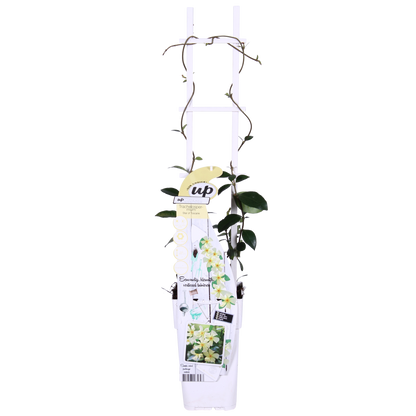 Trachelospermum 'Star of Toscana' - Toscaanse Jasmijn Geel - Ø15cm - ↕65cm