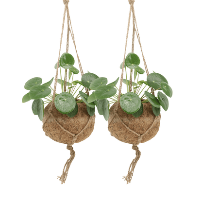 2x Kokodama Pilea Peperomiodes - Pannekoekenplant - 20cm - ø15