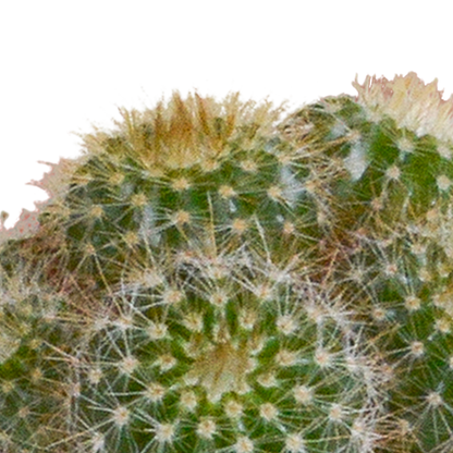Cactus mix 5.5 cm - 5x - in witte pot