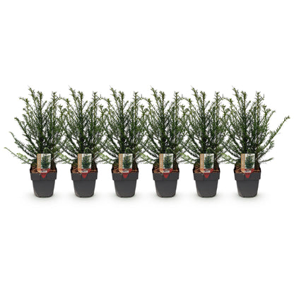 Haagplanten - Taxus baccata - blad groen - 6 planten - 1 strekkende meter - groenblijvend - pot 17cm hoogte 60cm