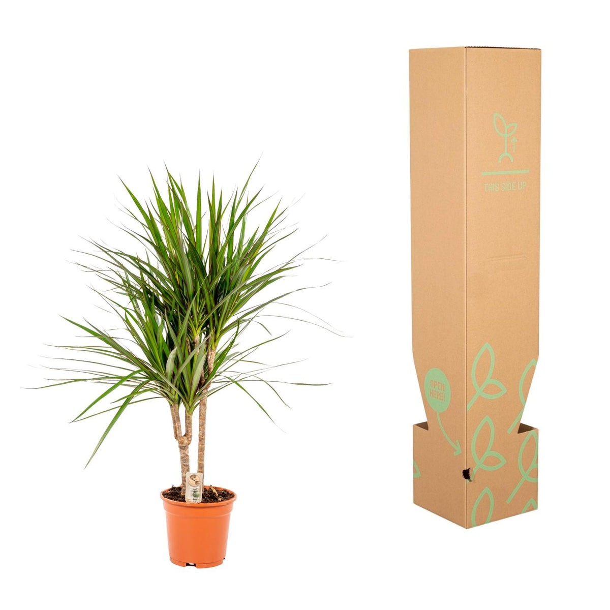 Dracaena Marginata - Ø17cm - ↕90cm