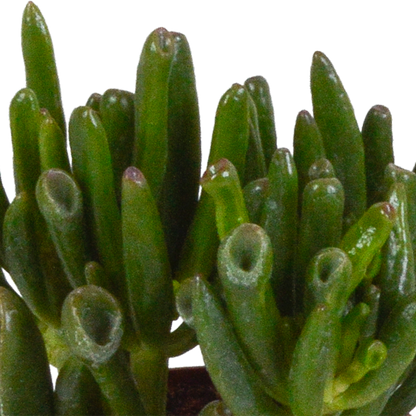 Crassula mix 8.5 cm - 3x - in Mexicaanse pot