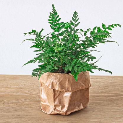 Planten terrarium navulling & startpakket - Jungle