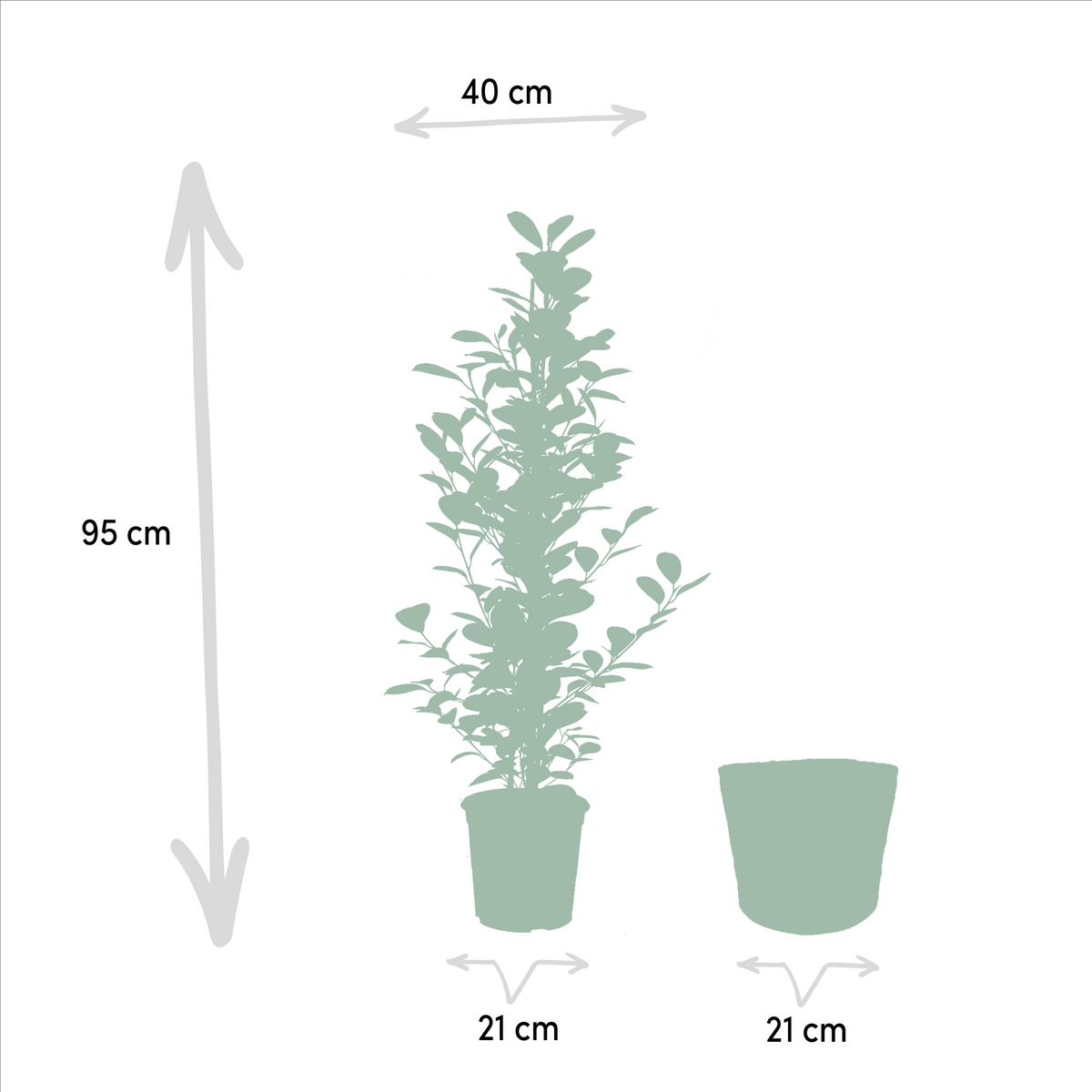 Ficus microcarpa Moclame - Ø21cm - ↕95cm + Mand Selin