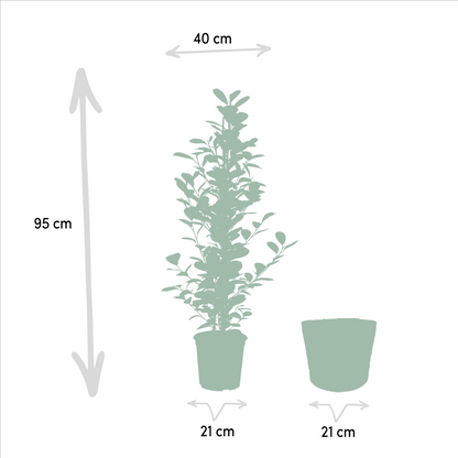 Ficus microcarpa Moclame - Ø21cm - ↕95cm + Mand Selin