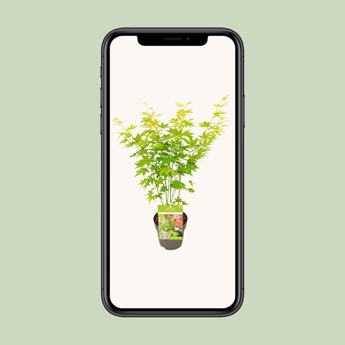 Acer palmatum Going Green - Ø15cm - ↕30cm