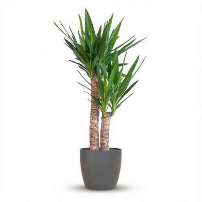 Yucca Elephantipes met Potter zwart - 90cm - Ø21