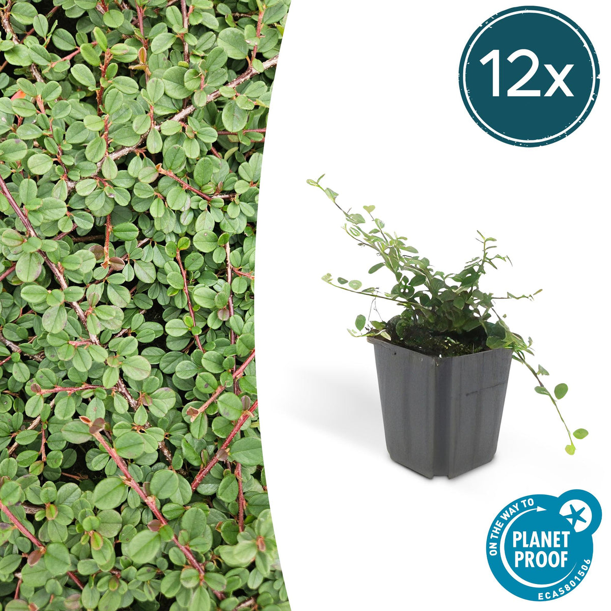 12x Cotoneaster pr. 'Queen of Carpets' - ↕10-25cm - Ø9cm