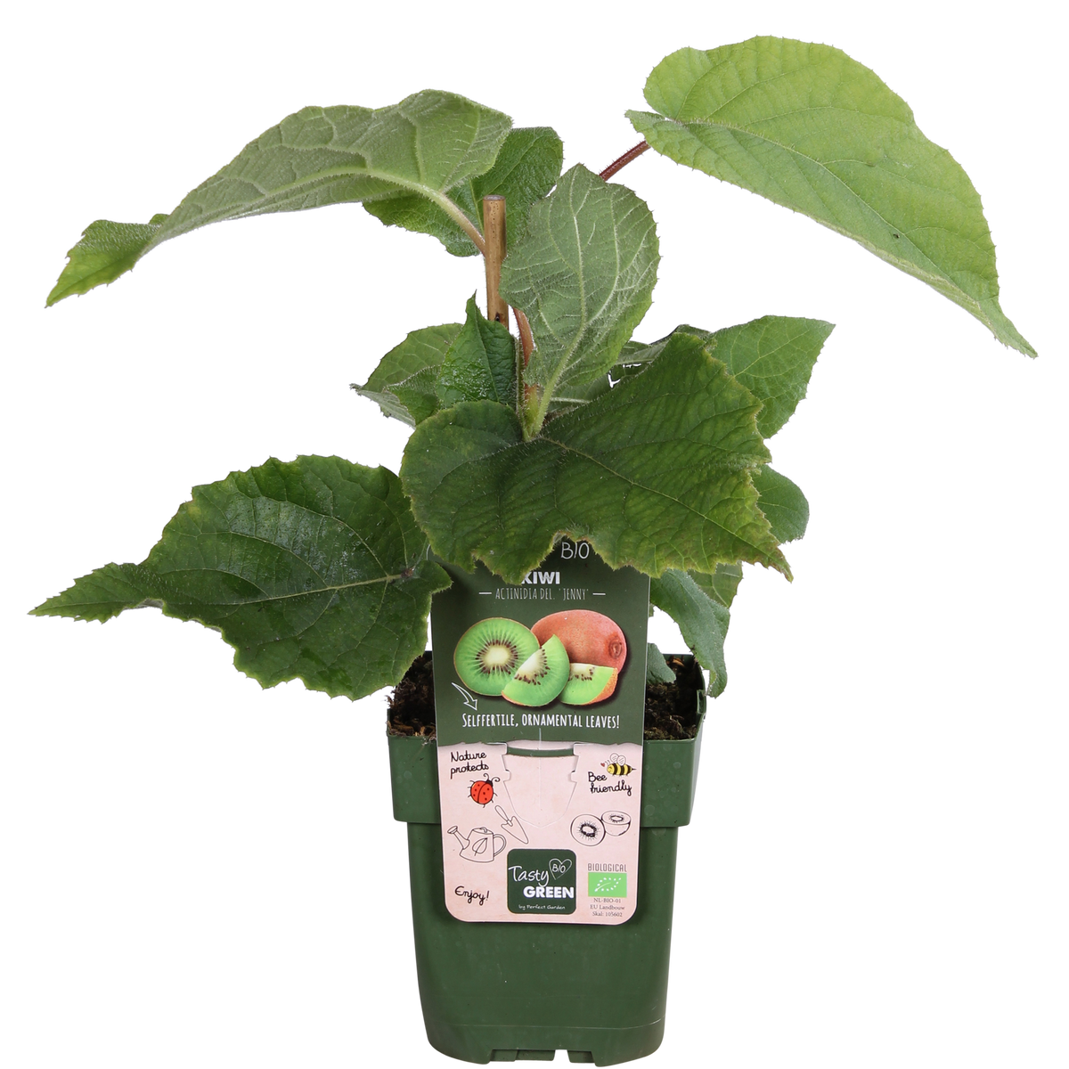 Actinidia delciosioa 'Jenny' - Kiwi - Ø13cm - ↕45cm