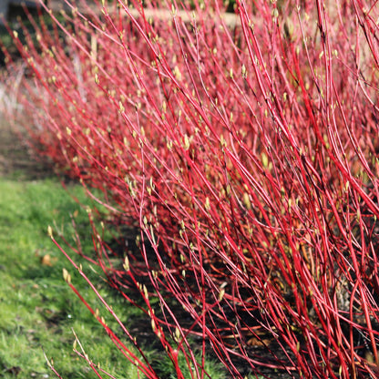 Heesters - Cornus sibirica - Rode Takken - 1 Plant - Bladverliezend - Weinig Onderhoud - Pot 17cm Hoogte 45cm
