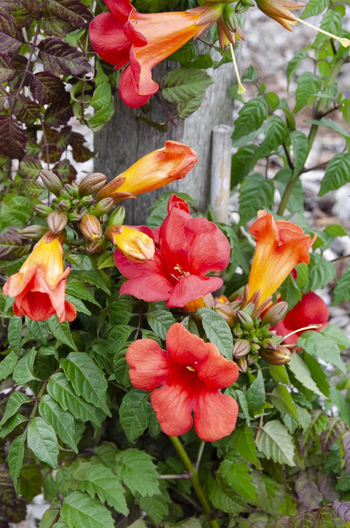 2x - Campsis Summer Jazz 'Fire Trumpet' - ↨65cm - Ø15