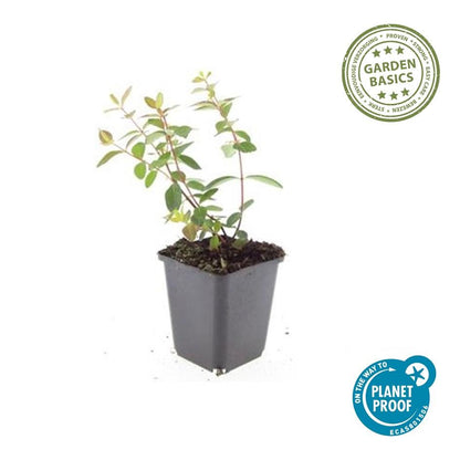 6x Hypericum dummeri 'Peter Dummer' - ↕10-25cm - Ø9cm