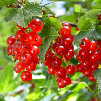 Fruitplant - Aalbes - Ribes rubrum Jonkheer van Tets - Rode Bes - 2 planten -  Pot 11cm Hoogte 40cm