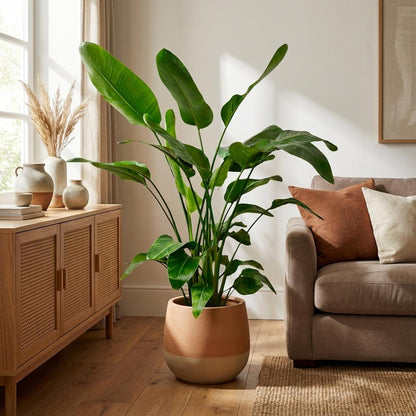 Strelitzia Nicolai - 150cm - Ø24