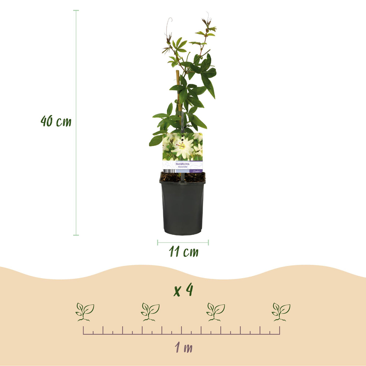 Passiebloem - Passiflora Avalanche  - Bloem  Wit  - Weinig onderhoud - 2 planten - Pot 11cm Hoogte 40cm