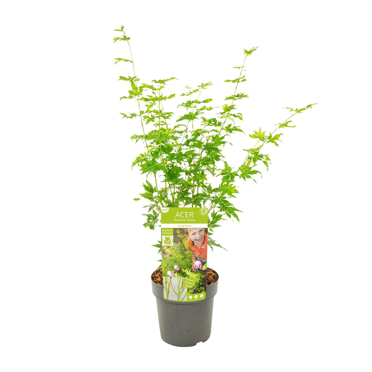 Acer palmatum Going Green - Ø19cm - ↕50cm