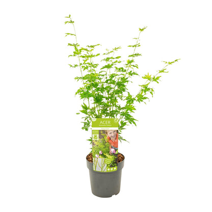 Acer palmatum Going Green - Ø19cm - ↕50cm