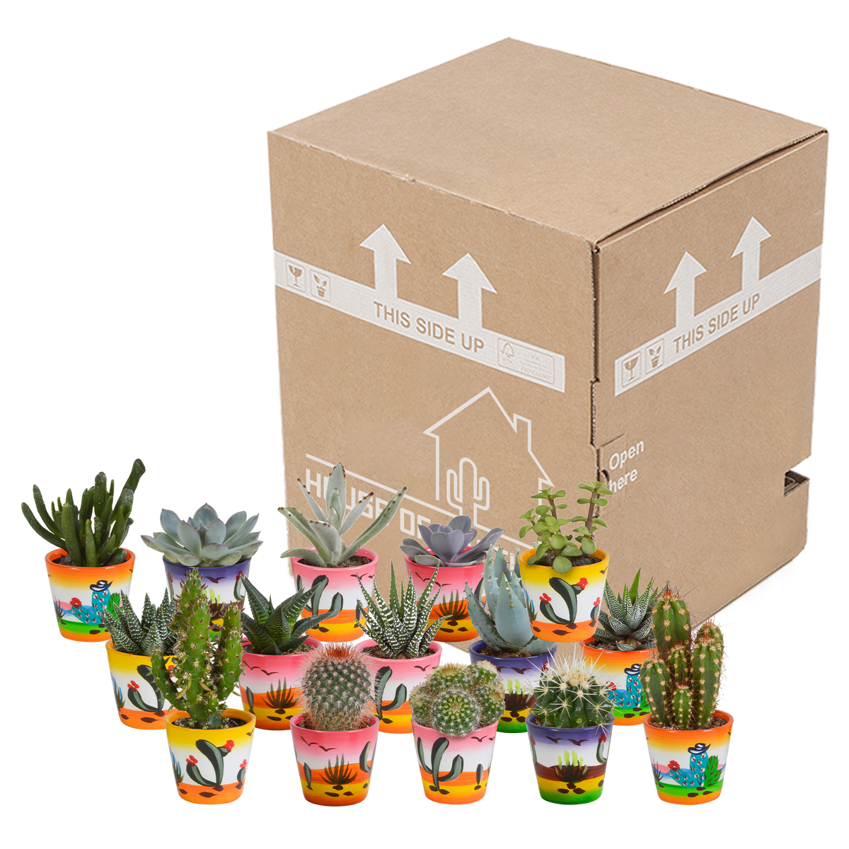 Cactus en vetplanten mix 5.5 cm | 15 stuks - in Mexicaanse pot