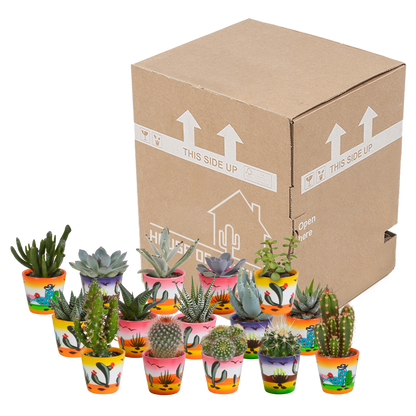 Cactus en vetplanten mix 5.5 cm | 15 stuks - in Mexicaanse pot
