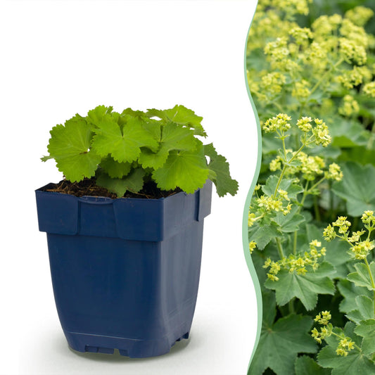 Vasteplant - Alchemilla mollis - Vrouwenmantel - Bodembedekkend - Geel - 6 Planten - Pot 11cm - Hoogte 15-25cm