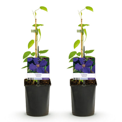 Klimplant - Clematis Jackmanii - Bloem Blauw - Weinig onderhoud -2 planten -  Pot 11cm Hoogte 40cm
