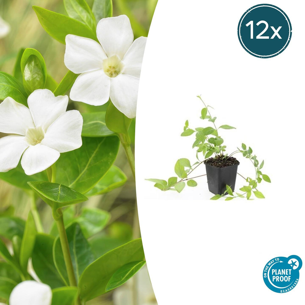 12x Vinca major 'Alba' - ↕10-25cm - Ø9cm