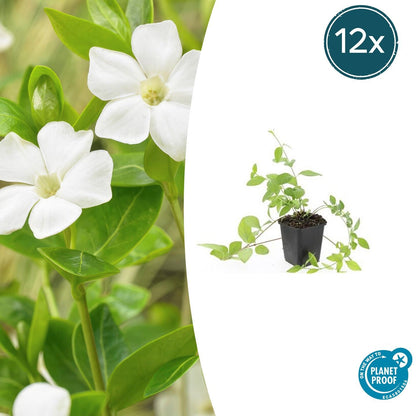 12x Vinca major 'Alba' - ↕10-25cm - Ø9cm